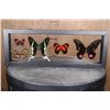 Image 1 : *Brand New* 5 BUTTERFLY Collection in a Glass Display