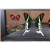Image 3 : *Brand New* 5 BUTTERFLY Collection in a Glass Display