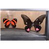 Image 4 : *Brand New* 5 BUTTERFLY Collection in a Glass Display