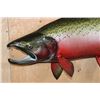 Image 3 : XL Reproduction COHO SALMON Fish Mount in the "Spawning Phase"