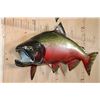 Image 6 : XL Reproduction COHO SALMON Fish Mount in the "Spawning Phase"