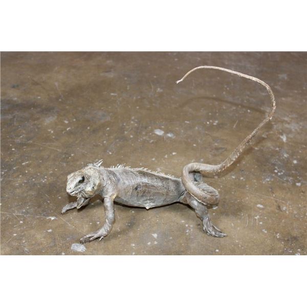 Life-sized GREEN IGUANA Mount