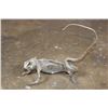 Image 1 : Life-sized GREEN IGUANA Mount