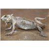 Image 2 : Life-sized GREEN IGUANA Mount