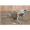 Image 4 : Life-sized GREEN IGUANA Mount