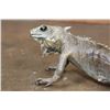 Image 6 : Life-sized GREEN IGUANA Mount