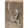 Image 7 : Life-sized GREEN IGUANA Mount