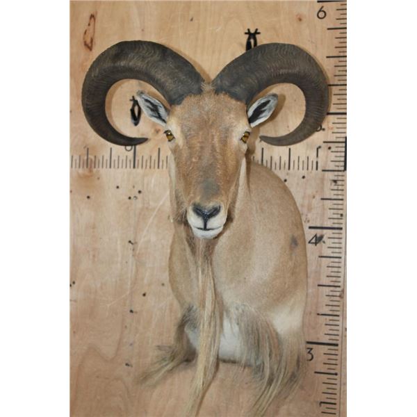 XL *Trophy Size* AOUDAD Shoulder Mount