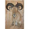 Image 1 : XL *Trophy Size* AOUDAD Shoulder Mount