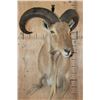 Image 2 : XL *Trophy Size* AOUDAD Shoulder Mount