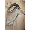 Image 3 : XL *Trophy Size* AOUDAD Shoulder Mount