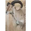Image 4 : XL *Trophy Size* AOUDAD Shoulder Mount