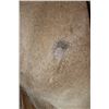 Image 5 : XL *Trophy Size* AOUDAD Shoulder Mount