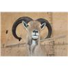 Image 6 : XL *Trophy Size* AOUDAD Shoulder Mount