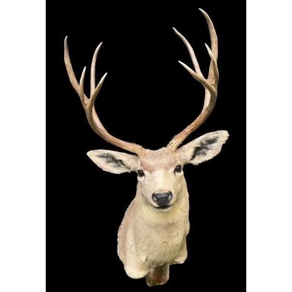 Big and Tall 4 x 4 "Arizona Strip" MULE DEER Shoulder Mount