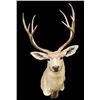 Image 1 : Big and Tall 4 x 4 "Arizona Strip" MULE DEER Shoulder Mount
