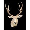 Image 2 : Big and Tall 4 x 4 "Arizona Strip" MULE DEER Shoulder Mount