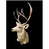 Image 3 : Big and Tall 4 x 4 "Arizona Strip" MULE DEER Shoulder Mount
