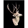 Image 4 : Big and Tall 4 x 4 "Arizona Strip" MULE DEER Shoulder Mount