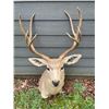 Image 5 : Big and Tall 4 x 4 "Arizona Strip" MULE DEER Shoulder Mount