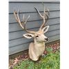Image 6 : Big and Tall 4 x 4 "Arizona Strip" MULE DEER Shoulder Mount