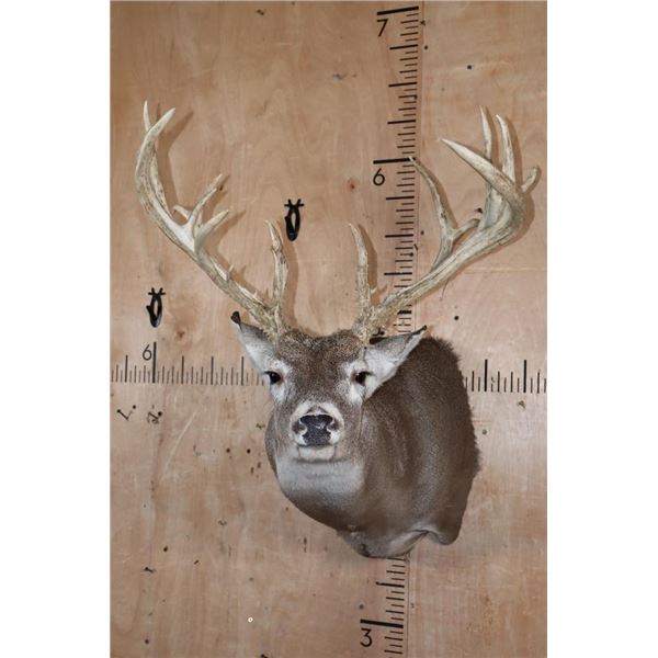 Big 19-Point Typical WHITETAIL DEER "Sneak Pose" Shoulder Mount