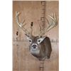 Image 1 : Big 19-Point Typical WHITETAIL DEER "Sneak Pose" Shoulder Mount