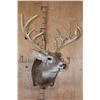 Image 2 : Big 19-Point Typical WHITETAIL DEER "Sneak Pose" Shoulder Mount