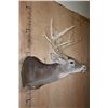 Image 3 : Big 19-Point Typical WHITETAIL DEER "Sneak Pose" Shoulder Mount