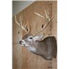Image 4 : Big 19-Point Typical WHITETAIL DEER "Sneak Pose" Shoulder Mount