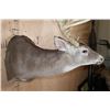 Image 5 : Big 19-Point Typical WHITETAIL DEER "Sneak Pose" Shoulder Mount