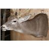 Image 6 : Big 19-Point Typical WHITETAIL DEER "Sneak Pose" Shoulder Mount