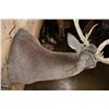Image 7 : Big 19-Point Typical WHITETAIL DEER "Sneak Pose" Shoulder Mount