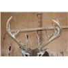 Image 8 : Big 19-Point Typical WHITETAIL DEER "Sneak Pose" Shoulder Mount