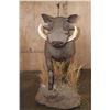 Image 3 : Life-sized WARTHOG on a Habitat Base with Wheels