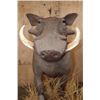 Image 4 : Life-sized WARTHOG on a Habitat Base with Wheels