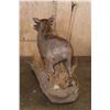 Image 8 : Life-sized WARTHOG on a Habitat Base with Wheels