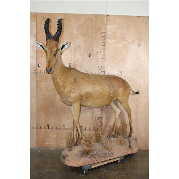 Life-sized RED HARTEBEEST on a Natural Base