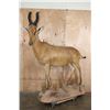 Image 1 : Life-sized RED HARTEBEEST on a Natural Base