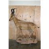 Image 2 : Life-sized RED HARTEBEEST on a Natural Base