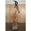 Image 3 : Life-sized RED HARTEBEEST on a Natural Base