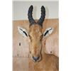 Image 4 : Life-sized RED HARTEBEEST on a Natural Base