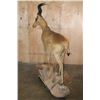 Image 5 : Life-sized RED HARTEBEEST on a Natural Base