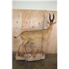Image 6 : Life-sized RED HARTEBEEST on a Natural Base