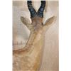 Image 7 : Life-sized RED HARTEBEEST on a Natural Base