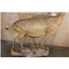 Image 8 : Life-sized RED HARTEBEEST on a Natural Base