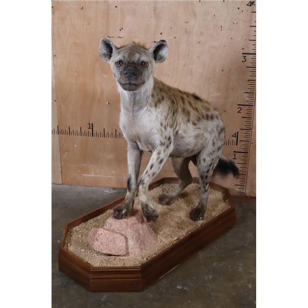Life-sized SPOTTED HYENA on a Stationary Wood Base