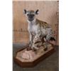 Image 1 : Life-sized SPOTTED HYENA on a Stationary Wood Base