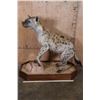 Image 2 : Life-sized SPOTTED HYENA on a Stationary Wood Base