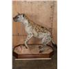 Image 3 : Life-sized SPOTTED HYENA on a Stationary Wood Base